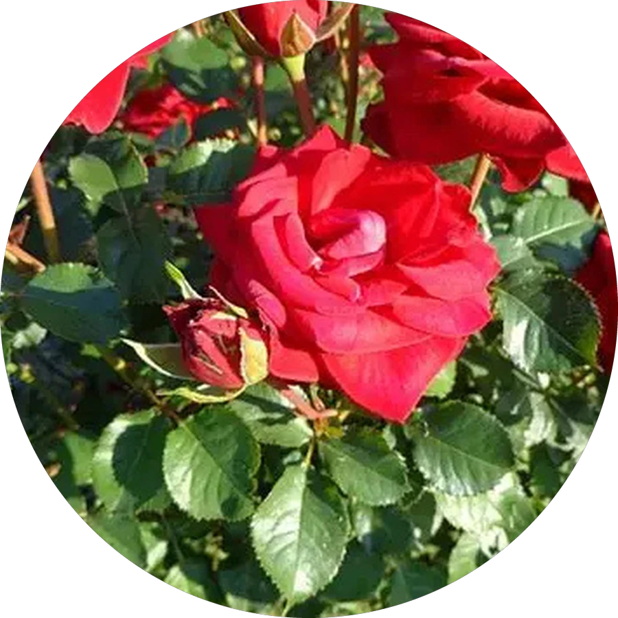 ROSAS