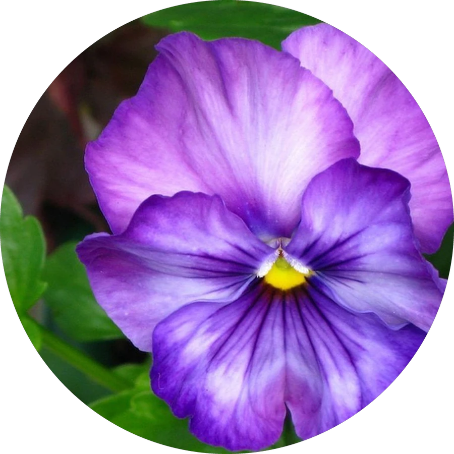 VIOLETA