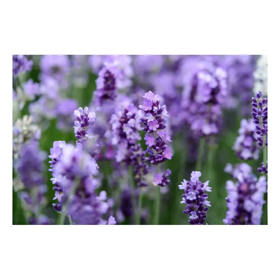 LAVANDA FLORAL
