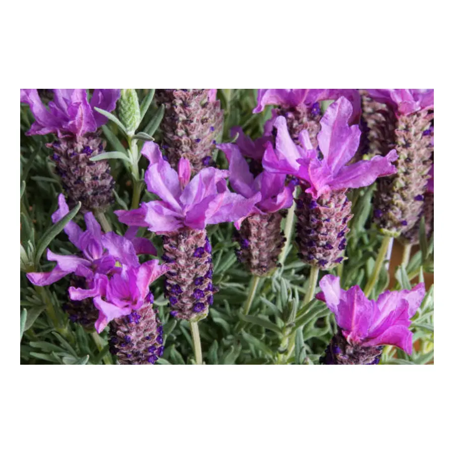LAVANDA SATINADA