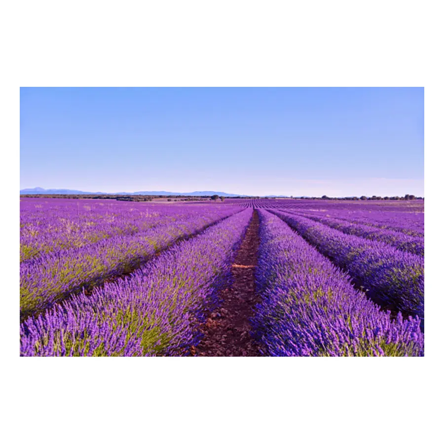 LAVANDA FRANCESA