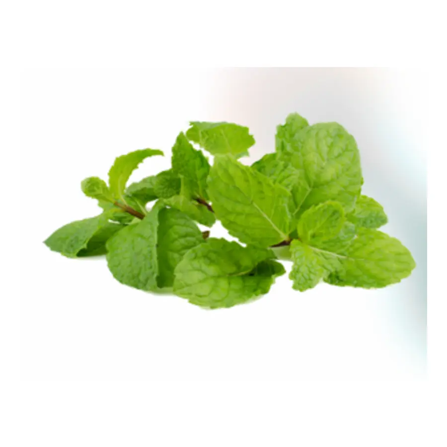MENTA PIPERITA