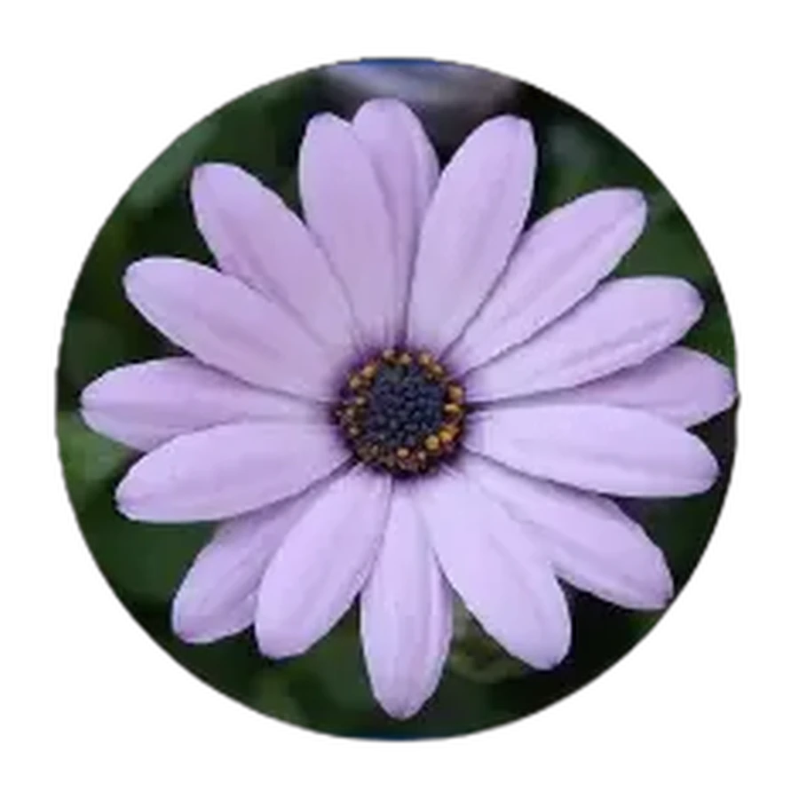 PASSION FLOR