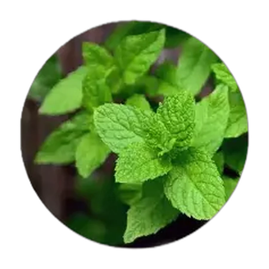 MENTA