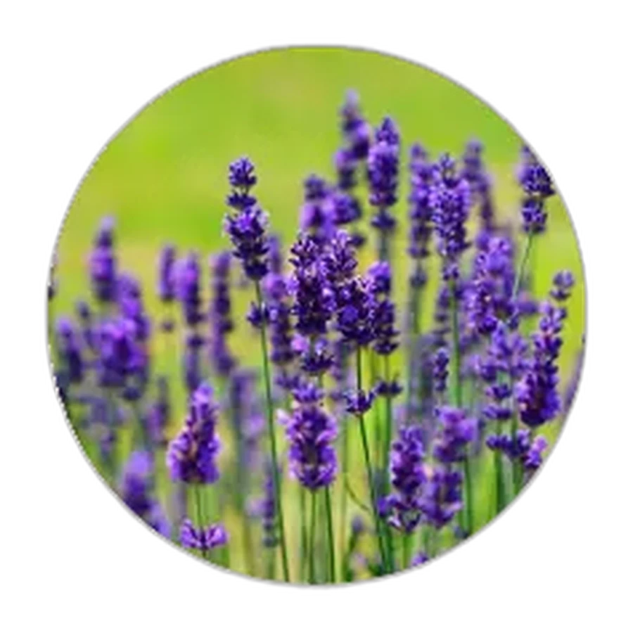 LAVANDA