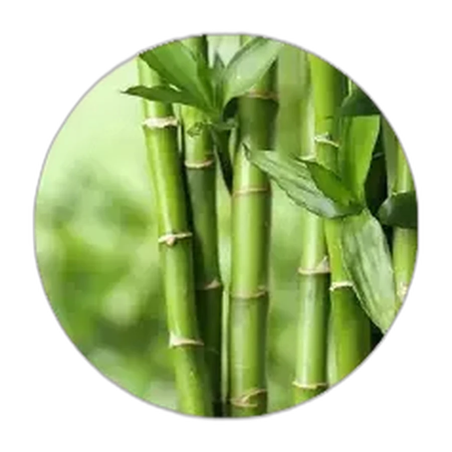 BAMBÚ