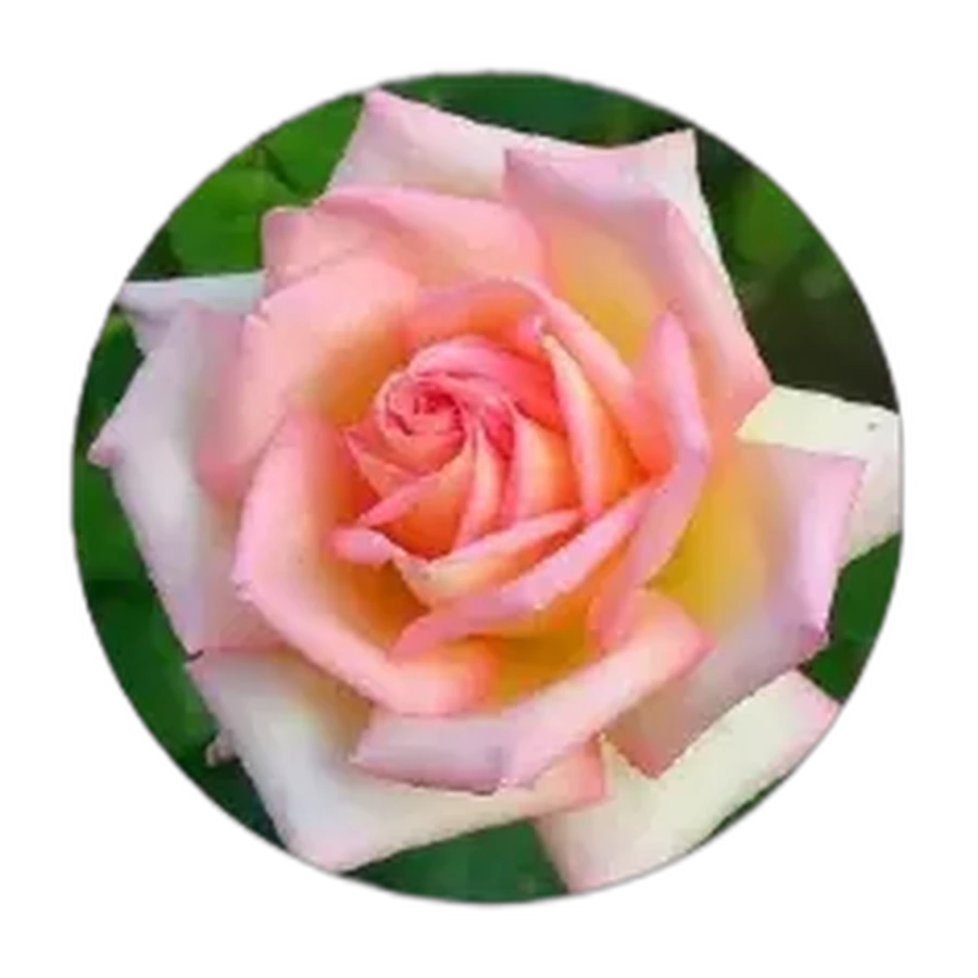 LADY ROSE