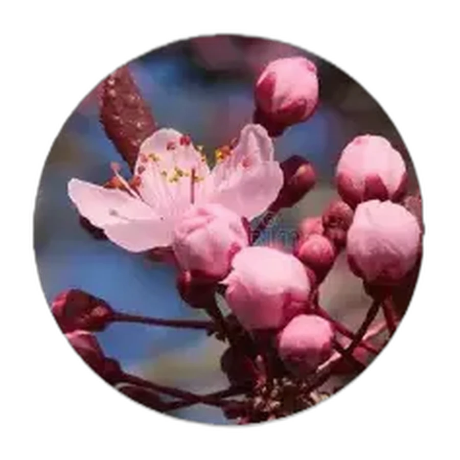 FLOR DEL CEREZO