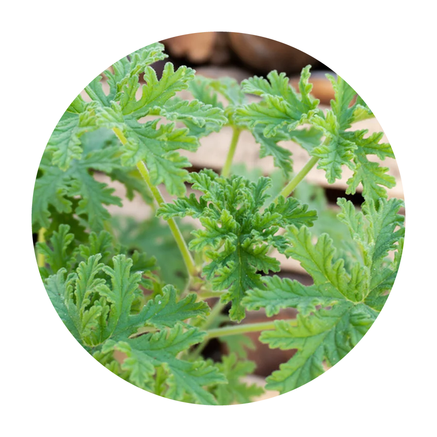 CITRONELLA
