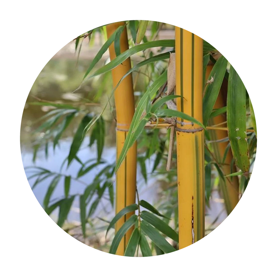 BAMBU LEMONGRASS