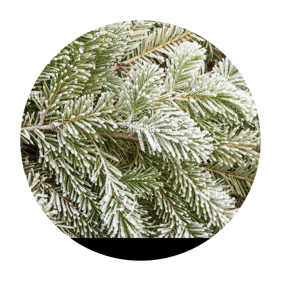 FROSTY PINE