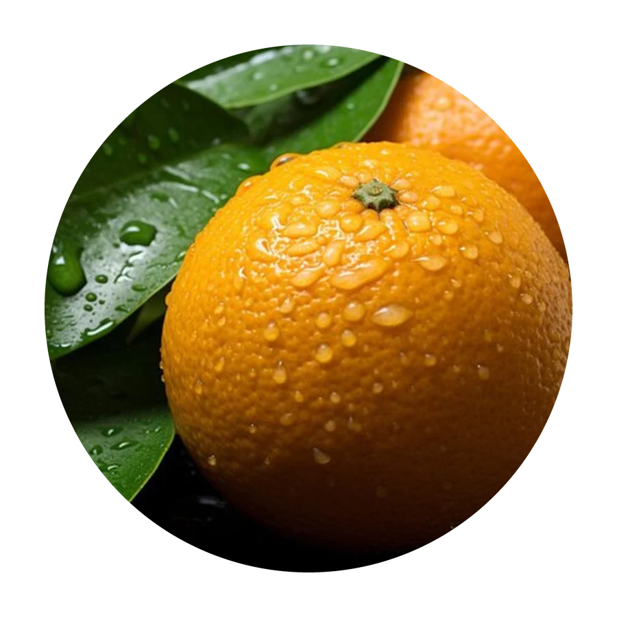 CITRIC MUSE