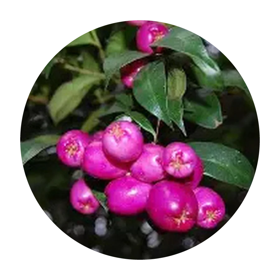 WATERBERRY