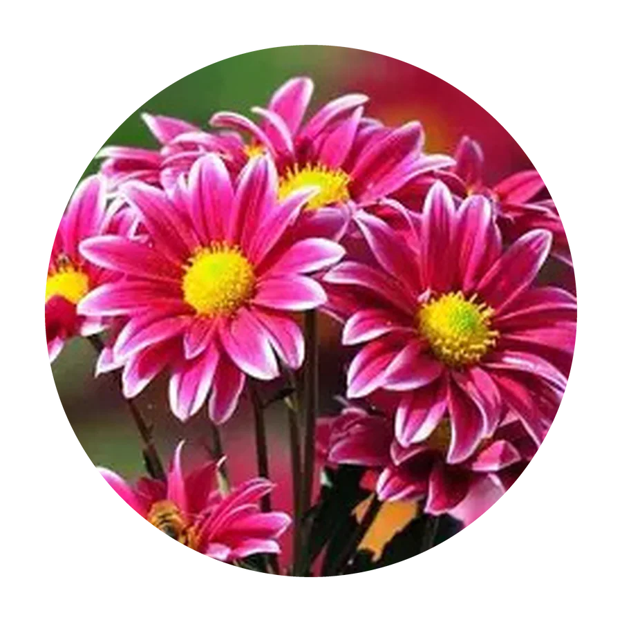 FLOWER KISS