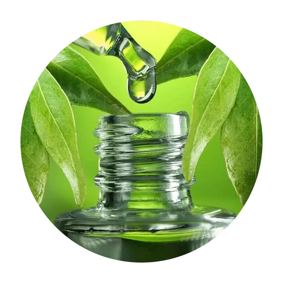 EUCALYPTUS