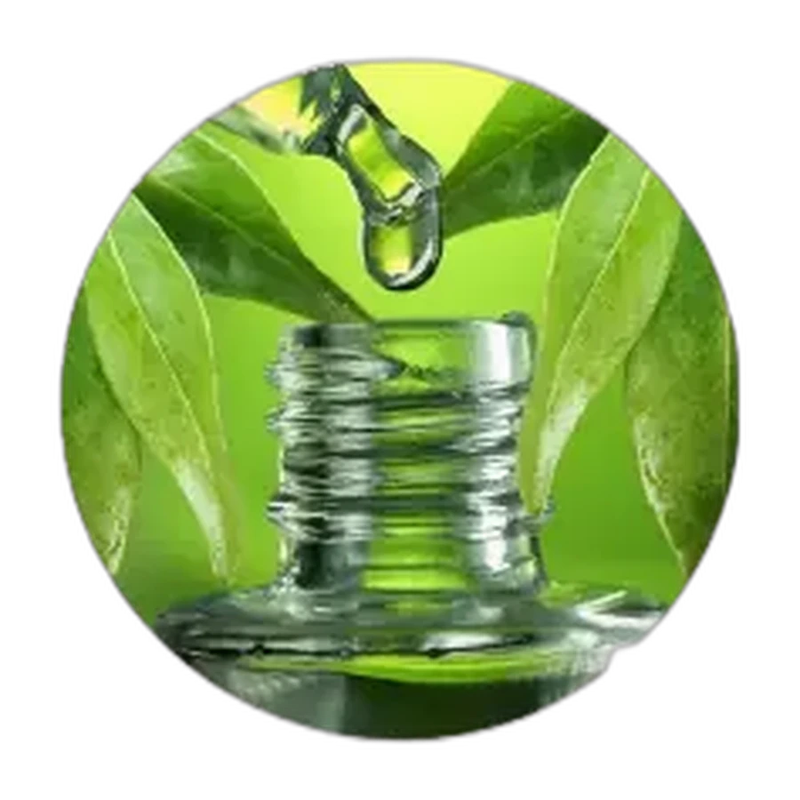 EUCALYPTUS
